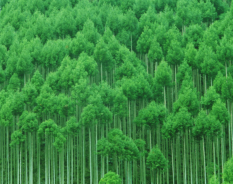 paperless environment trees