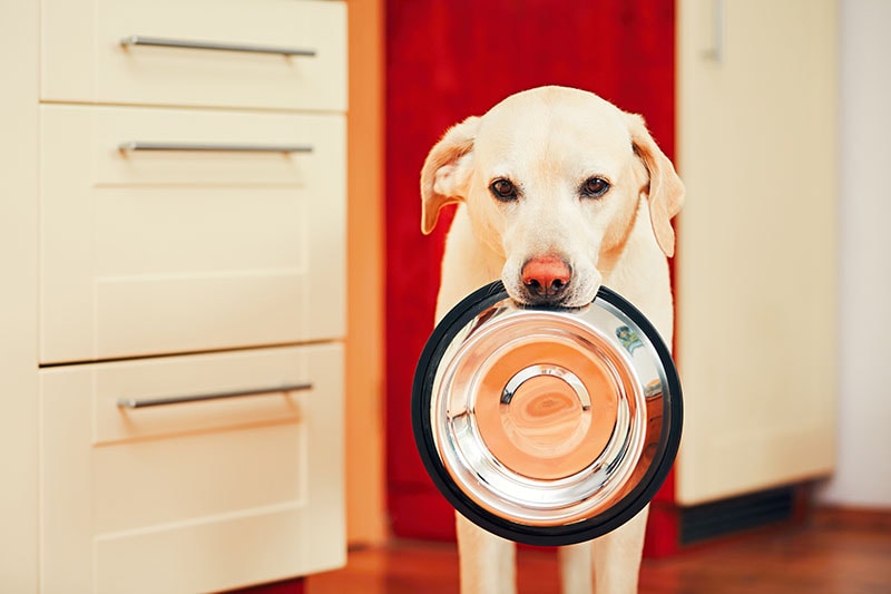 eat your own dog food wordpress feedback form plugin